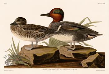 228 American Green winged Teal
